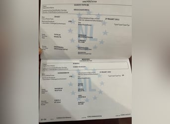 KWPN, Klacz, 6 lat, 171 cm, Kara