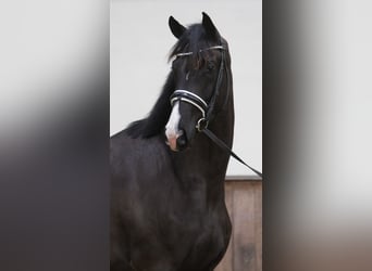 KWPN, Klacz, 6 lat, 172 cm, Kara