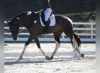 KWPN, Klacz, 6 lat, 174 cm, Srokata