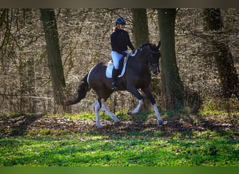 KWPN, Klacz, 6 lat, 174 cm, Srokata