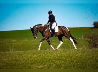 KWPN, Klacz, 6 lat, 174 cm, Srokata