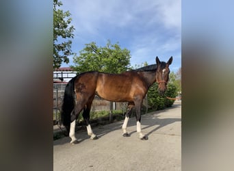 KWPN, Klacz, 6 lat, 175 cm, Jasnogniada