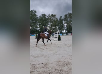 KWPN, Klacz, 6 lat, Gniada