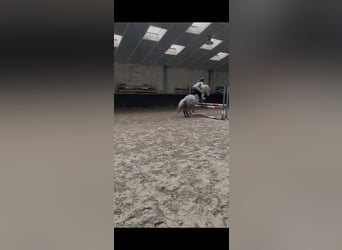 KWPN, Klacz, 7 lat, 142 cm, Siwa jabłkowita