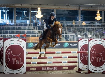 KWPN, Klacz, 7 lat, 160 cm, Cisawa