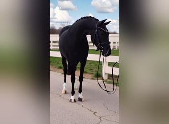 KWPN, Klacz, 7 lat, 160 cm, Kara