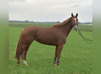 KWPN, Klacz, 7 lat, 160 cm