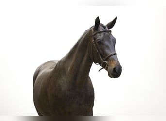 KWPN, Klacz, 7 lat, 161 cm, Skarogniada