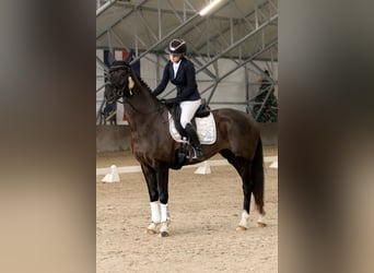 KWPN, Klacz, 7 lat, 165 cm, Kara