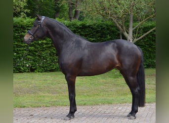 KWPN, Klacz, 7 lat, 165 cm, Skarogniada