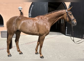 KWPN, Klacz, 7 lat, 166 cm, Ciemnokasztanowata