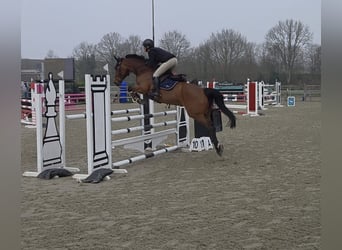 KWPN, Klacz, 7 lat, 166 cm, Gniada