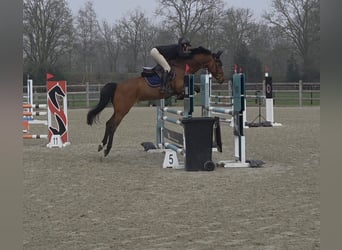 KWPN, Klacz, 7 lat, 166 cm, Gniada