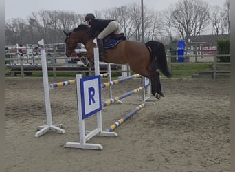 KWPN, Klacz, 7 lat, 166 cm, Gniada