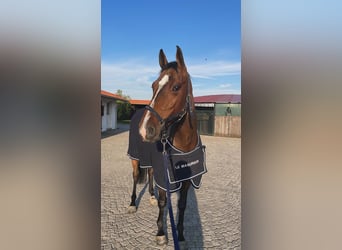 KWPN, Klacz, 7 lat, 166 cm, Gniada