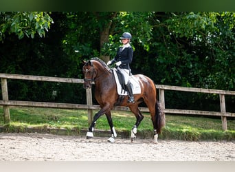 KWPN, Klacz, 7 lat, 167 cm, Ciemnogniada