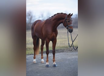 KWPN, Klacz, 7 lat, 167 cm, Kasztanowata