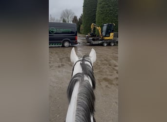 KWPN, Klacz, 7 lat, 167 cm, Stalowosiwy