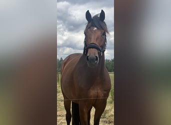 KWPN, Klacz, 7 lat, 168 cm, Gniada