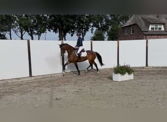 KWPN, Klacz, 7 lat, 168 cm, Gniada