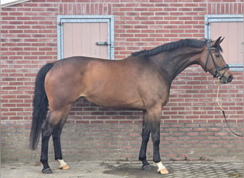 KWPN, Klacz, 7 lat, 169 cm, Gniada