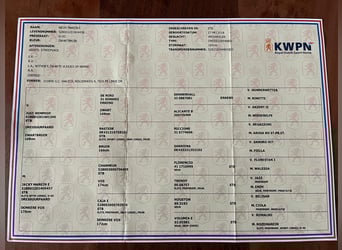 KWPN, Klacz, 7 lat, 169 cm, Kara
