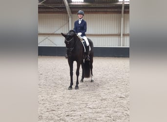 KWPN, Klacz, 7 lat, 169 cm, Kara
