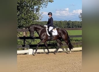 KWPN, Klacz, 7 lat, 169 cm, Kara