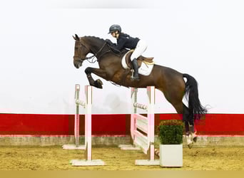 KWPN, Klacz, 7 lat, 169 cm