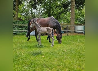 KWPN, Klacz, 7 lat, 170 cm, Ciemnogniada