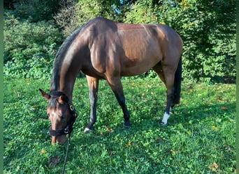 KWPN, Klacz, 7 lat, 170 cm, Ciemnogniada