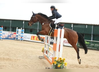 KWPN, Klacz, 7 lat, 170 cm, Ciemnogniada