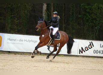 KWPN, Klacz, 7 lat, 170 cm, Ciemnogniada