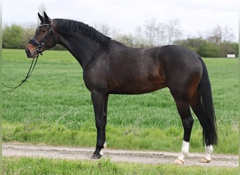 KWPN, Klacz, 7 lat, 170 cm, Gniada