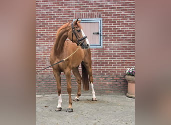 KWPN, Klacz, 7 lat, 170 cm, Kasztanowata
