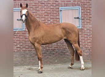 KWPN, Klacz, 7 lat, 170 cm, Kasztanowata