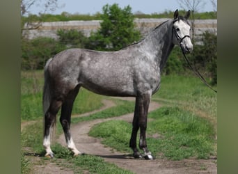 KWPN, Klacz, 7 lat, 170 cm, Siwa