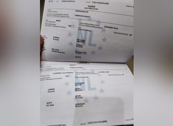 KWPN, Klacz, 7 lat, 170 cm, Siwa