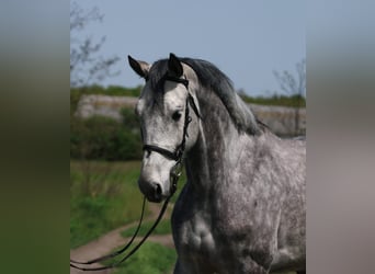 KWPN, Klacz, 7 lat, 170 cm, Siwa