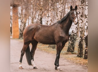 KWPN, Klacz, 7 lat, 171 cm, Gniada