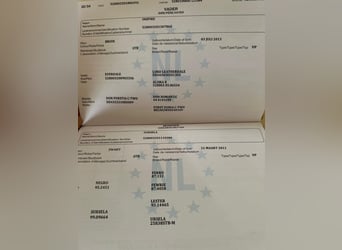 KWPN, Klacz, 7 lat, 171 cm, Kara