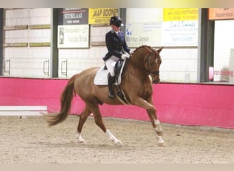 KWPN, Klacz, 7 lat, 171 cm, Kara
