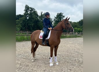 KWPN, Klacz, 7 lat, 171 cm, Kasztanowata