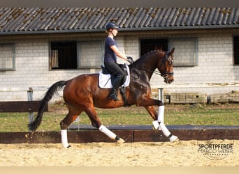 KWPN, Klacz, 7 lat, 172 cm, Gniada