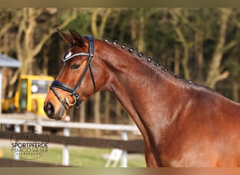 KWPN, Klacz, 7 lat, 172 cm, Gniada