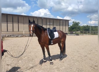 KWPN, Klacz, 7 lat, 172 cm, Gniada