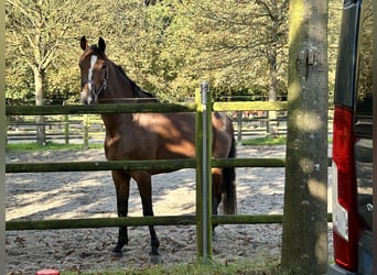 KWPN, Klacz, 7 lat, 172 cm, Gniada