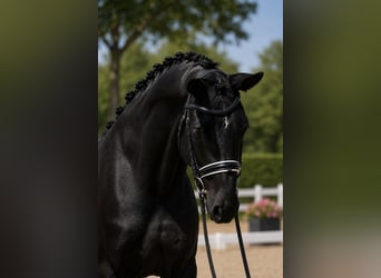 KWPN, Klacz, 7 lat, 172 cm, Kara