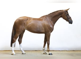 KWPN, Klacz, 7 lat, 172 cm, Kasztanowata