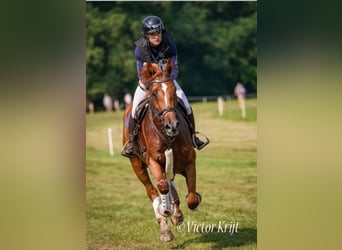 KWPN, Klacz, 7 lat, 172 cm, Kasztanowata